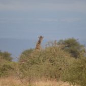  Lake Manyara, TZ